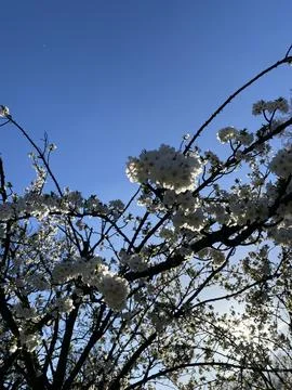 White Blossoming Tree in Spring Stock Photos