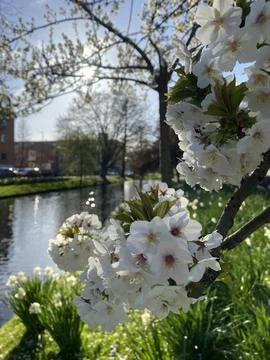 White Blossoming Tree in Spring Stock Photos