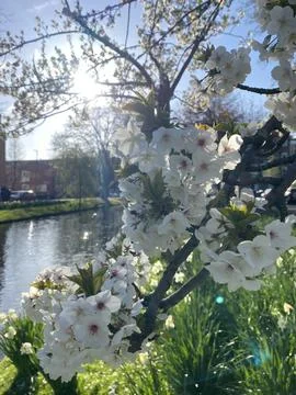 White Blossoming Tree in Spring Stock Photos