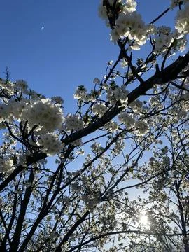 White Blossoming Tree in Spring Stock Photos