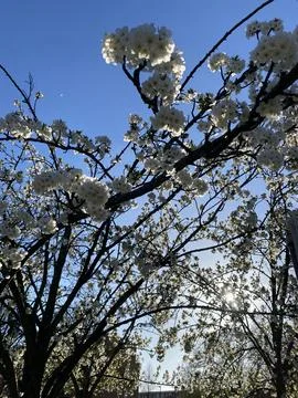White Blossoming Tree in Spring Stock Photos