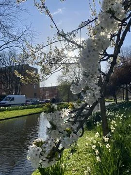 White Blossoming Tree in Spring Stock Photos