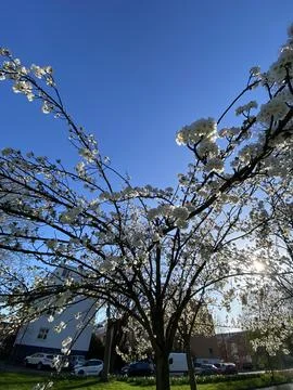 White Blossoming Tree in Spring Stock Photos