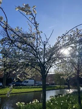 White Blossoming Tree in Spring Stock Photos