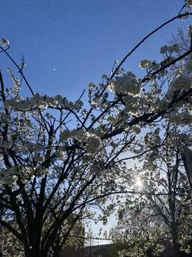 White Blossoming Tree in Spring Stock Photos