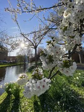 White Blossoming Tree in Spring Stock Photos