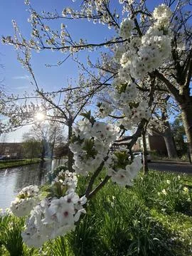 White Blossoming Tree in Spring Stock Photos