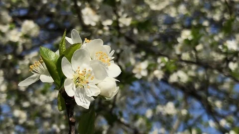 White blossoming wax cherry white prunus tree flowers in the warm wind of April Stock Footage