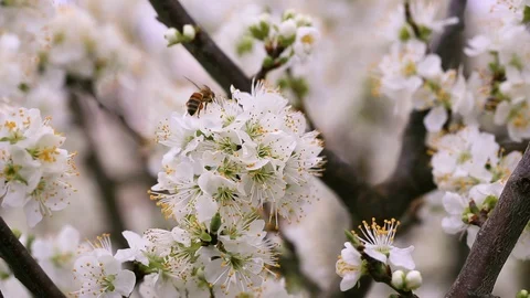 White blossoms and working bee Stock Footage 93533005