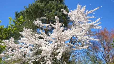 White blossoms of apricot tree - windy, blue sky - loop - spring flowers Stock Footage 153347661