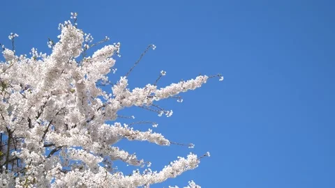 White blossoms of apricot tree - windy, blue sky - loop - spring flowers Stock Footage 153349384