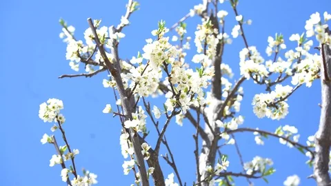 White Blossoms, Bees Buzzing, Bees Pollinating, Blossom Trail, 4K 库存影片 105154180