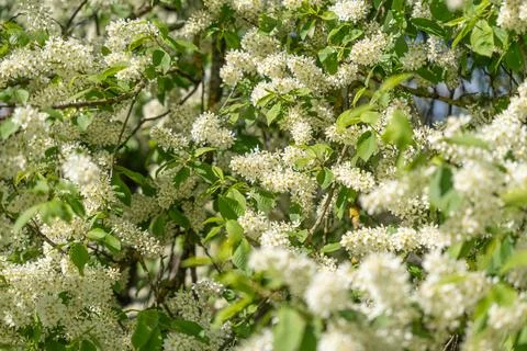 White blossoms bloom densely on tree branches Foto stock