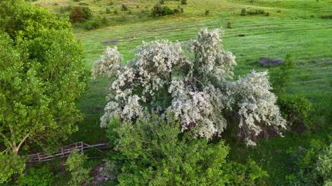 White blossoms bloom over green grass 스톡 동영상 332572995