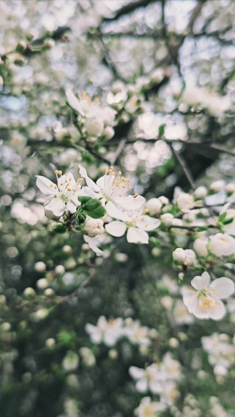 White Blossoms in Bloom - Spring Beauty in Soft Focus Video stock 337086138