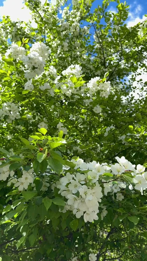 White blossoms of a blooming apple tree in spring against a blue sky on a sunny Stock Footage 316479892