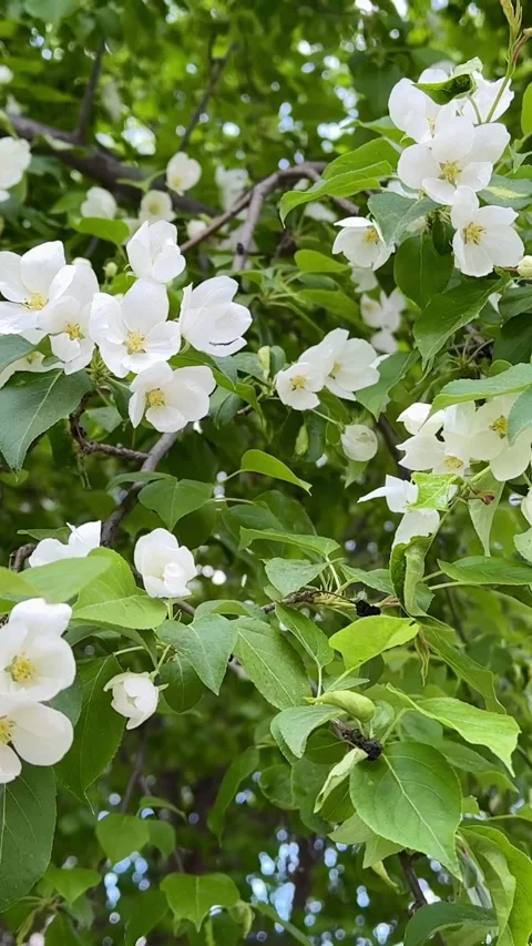 White blossoms of a blooming apple tree in spring against a blue sky on a sunny Stock Footage 316480422