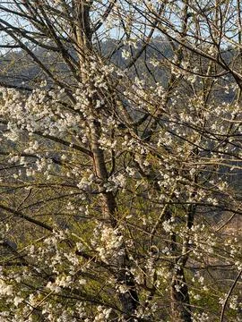 White blossoms blooming on a spring tree with mountain background concept of  Foto stock