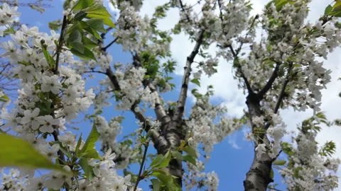White blossoms blooming on tree branches under bright sunlight during spring Stock Footage 337155021