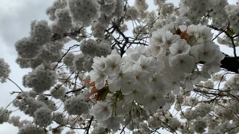 White Blossoms Blowing In the Wind Stock Footage 131094492
