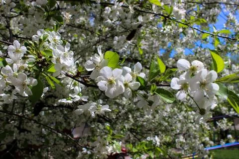 White blossoms on branches cherries in selective focus Stock Photos