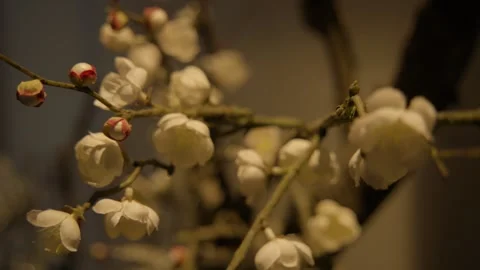 White Blossoms on Branches in Indoor Decorative Arrangement, Beijing Restaurant Stock Footage 345764352