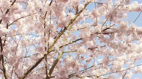 White Blossoms Bright Pollinate - 4k Stock Footage 59585271