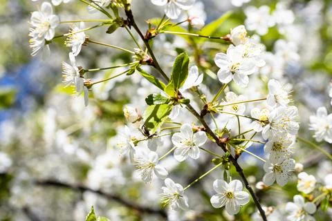 White blossoms of cherry tree closeup in spring Stock Photos