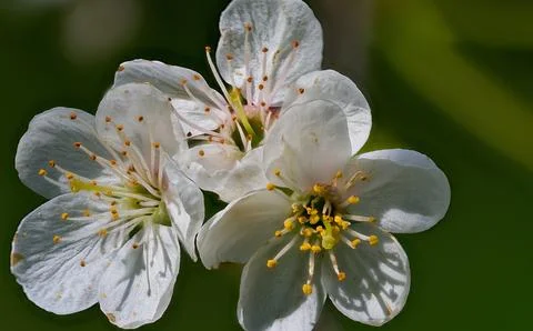 White blossoms of cherry tree. Stock-Fotos