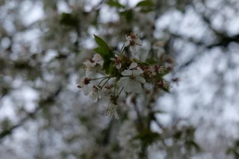 White blossoms close up Stock Photos