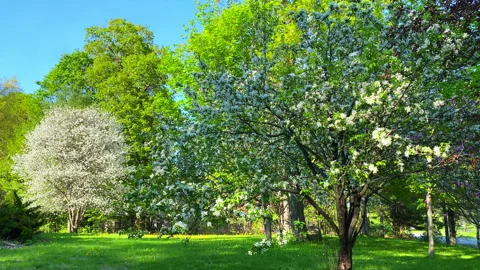 White Blossoms on Crab Apple and Cherry Trees in Spring Stock Footage 346358470