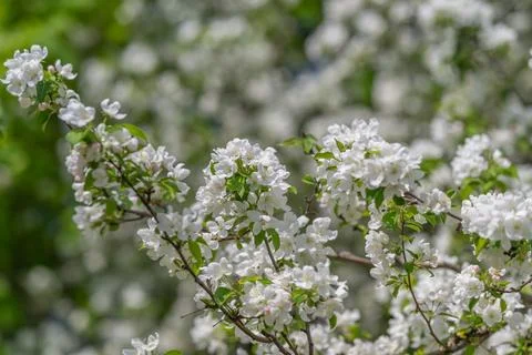 White blossoms create dense floral background, soft repeating clusters, shall Stock Photos