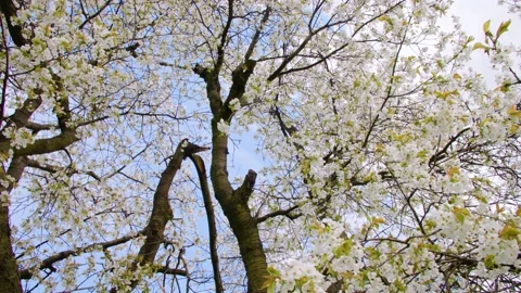 White blossoms on dark tree branches Stock Footage 230030188