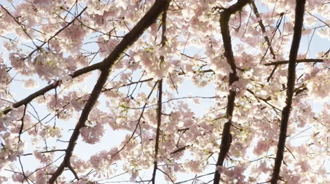 White Blossoms Falling Petal - 4k Video stock 59736749