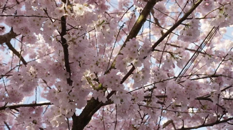 White Blossoms Focus Close - 4k Stock Footage 59581780