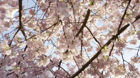 White Blossoms Focus Far - 4k Stock Footage 59737998