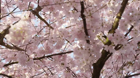 White Blossoms Focus Far Trunk - 4k Stock Footage 59584969
