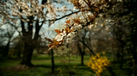White Blossoms Video stock 830236