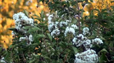 White Blossoms Stock Footage 11483752
