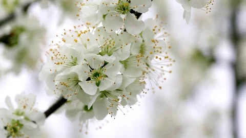 White blossoms Stock Footage 93539367