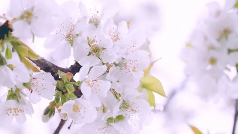 White blossoms of fruit tree moving in the wind Stock Footage 230040064