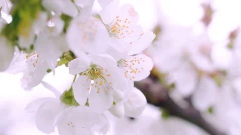 White blossoms of fruit tree in spring Stock Footage 230040117