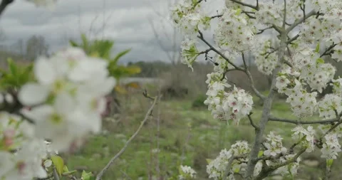 White Blossoms on Fruit Tree Under Cloudy Sky 스톡 동영상 332691226