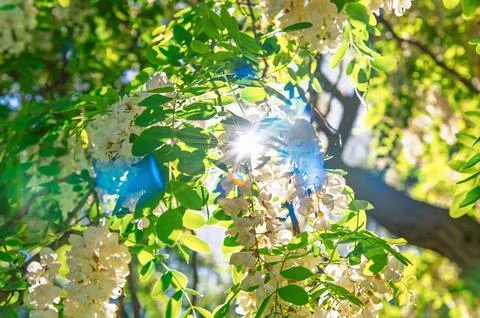 White blossoms glowing with sunlight in tree canopy. Robinia pseudoacacia, .. Foto stock