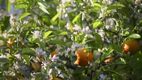 White blossoms grow on citrus tree in Spain, ripe orange fruit Stock Footage 341741837