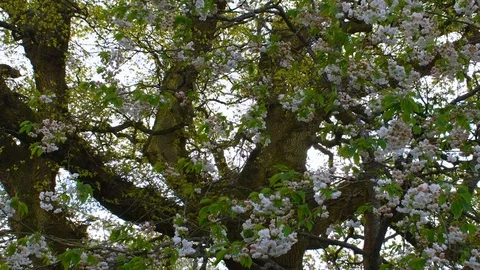 White blossoms on a large old tree Stock Footage 108643777