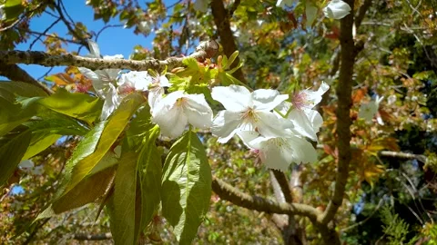 White Blossoms moving in the wind. Stock Footage 153539113