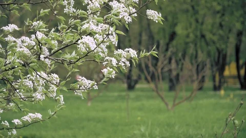 White blossoms in a park Stock Footage 88815491