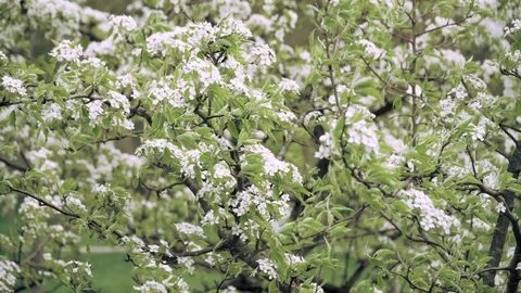White blossoms in a park Stock Footage 88815505