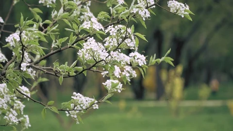 White blossoms in a park Stock Footage 88815534